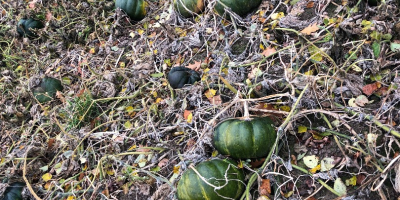 Calabaza moscatel de provence, número de camiones, por favor