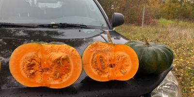 Calabaza moscatel de provence, número de camiones, por favor