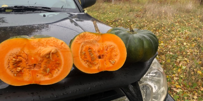 Calabaza moscatel de provence, número de camiones, por favor