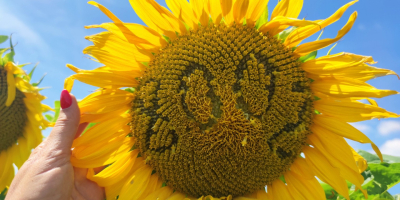 Ofrecemos semillas de girasol (forraje, negro) de las siguientes