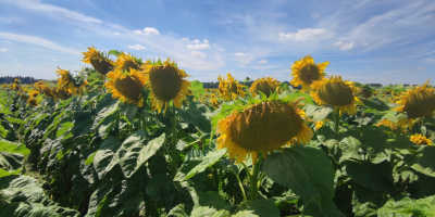 Ofrecemos semillas de girasol (forraje, negro) de las siguientes