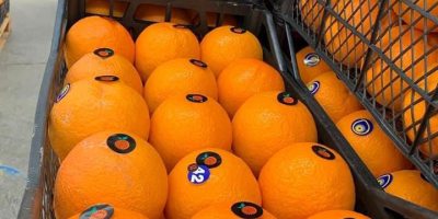 Naranjas Helo Podemos enviar muestras