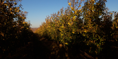 buena manzana fresca, si es posible recoger de la