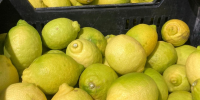 Venderé limones a Polonia directamente desde el campo de