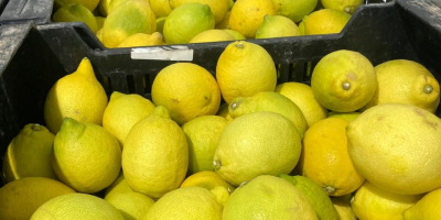 Venderé limones a Polonia directamente desde el campo de