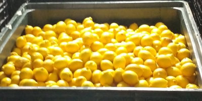 Venderé limones a Polonia directamente desde el campo de