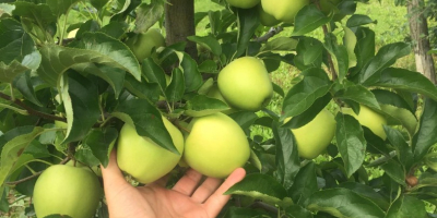 Venta de manzanas de diferentes variedades