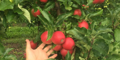 Venta de manzanas de diferentes variedades