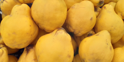 Membrillo orgánico con piel de color amarillo limón, cubierto