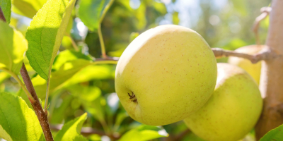 Compraré manzanas ROYAL GALA ECO, GOLDEN ECO, FUJI ECO.