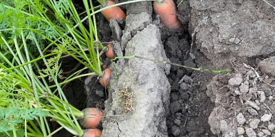 Venderé zanahorias, bonitas y saludables. PLN 0,80 kg. Grandes