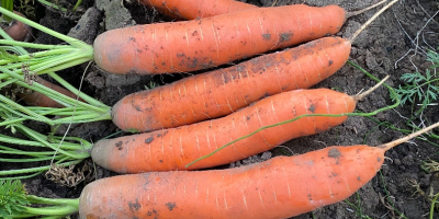 Venderé zanahorias, bonitas y saludables. PLN 0,80 kg. Grandes