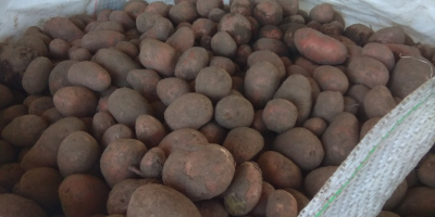 Venderé papas amarillas y rojas, empaquetadas con 15 kg