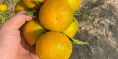 Vender mandarinas Satsuma (hecho en Turquía) precio $ 0.55