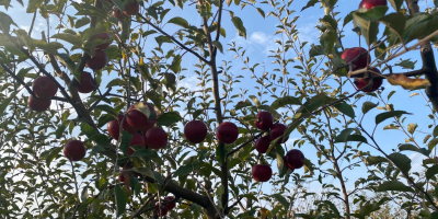 Vendo diferentes variedades de manzanas de mi propio huerto,