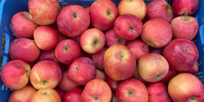 Vendo diferentes variedades de manzanas de mi propio huerto,