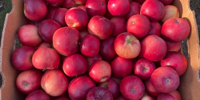 Vendo diferentes variedades de manzanas de mi propio huerto,