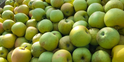 Vendemos manzanas doradas frescas y jugosas.