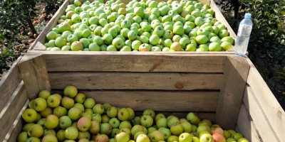 Vendemos manzanas doradas frescas y jugosas.