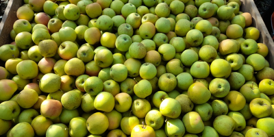 Vendemos manzanas doradas frescas y jugosas.