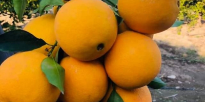 Naranjas Washington a la venta (fabricadas en Turquía). Certificado