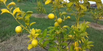 Compre limones directamente del fabricante.