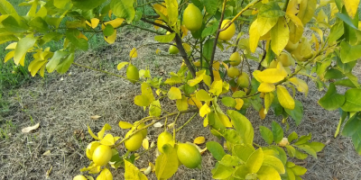 Compre limones directamente del fabricante.