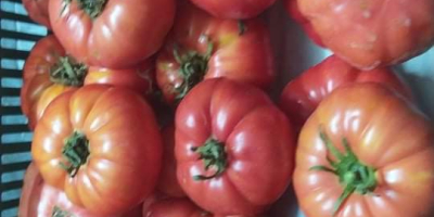 Venderé tomates frambuesa y Grudziadz planos