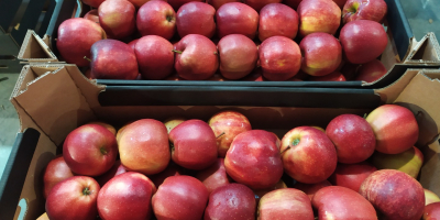 Venderé manzanas de Polonia en grandes cantidades.