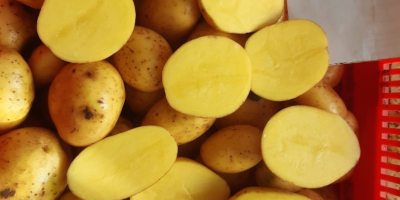 Patatas a la venta, origen (Holanda, Alemania, Francia) embalaje