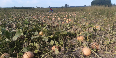 Calabaza comestible, variedad Otylia. Venderé como forraje. Varios tamaños.