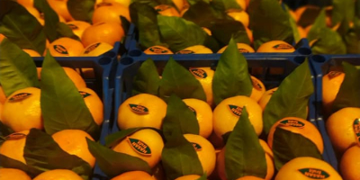 Venta de mandarinas Satsuma, precio FCA, pedido mínimo -