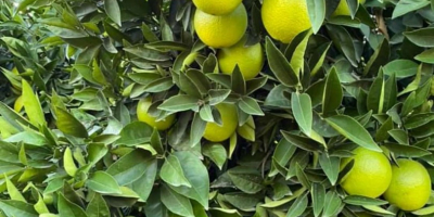 Tengo 100 toneladas de limones de Turquía, precio negociable,