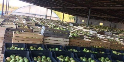 Manzanas que superan a la propia manzana del Edén!