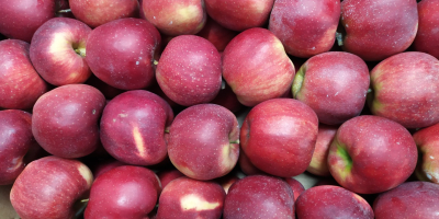 Venderé grandes cantidades de manzanas de un productor polaco.