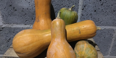 Venderé una calabaza. Cultivado sin fertilizantes químicos ni pesticidas.