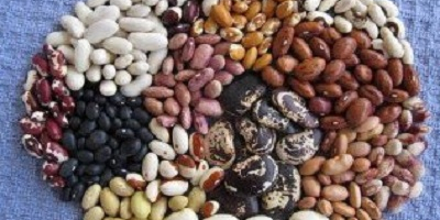 Variedad de granos de Ucrania La empresa ucraniana Beans