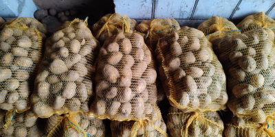 Hola. Vendo patatas, variedad Marabel, cantidad unas 20 toneladas,