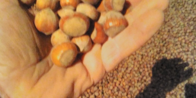 Venderé avellanas de mi propio huerto, unas 6 toneladas