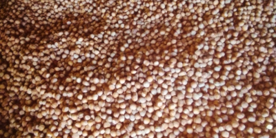 Venderé avellanas de mi propio huerto, unas 6 toneladas