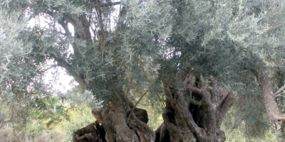 Aceite de oliva virgen extra de los árboles centenarios