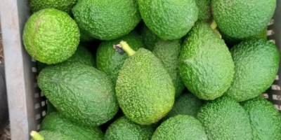 Aguacate marroquí