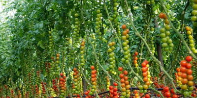 estamos cultivando y vendiendo tomates frescos de diferentes variedades