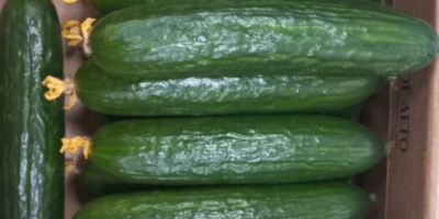 Masa lisa de pepino mediano, estándar con una flor.