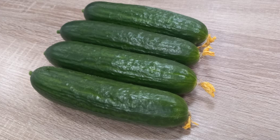 Masa lisa de pepino mediano, estándar con una flor.