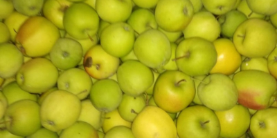 Mosto Gala de buena calidad, Golden Delicious e Idared