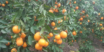 Avem en vanzare portocale, mandarine, lamai, pomelo! Tara de