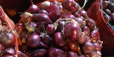 cebollas amarillas y rojas, sacos netos de 25 kg