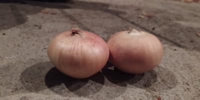 cebollas amarillas y rojas, sacos netos de 25 kg