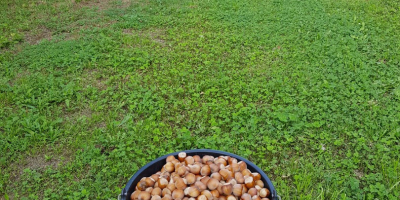 Venderé una avellana de mi propia plantación, cosecharé en